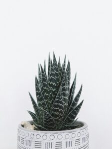 aloe vera