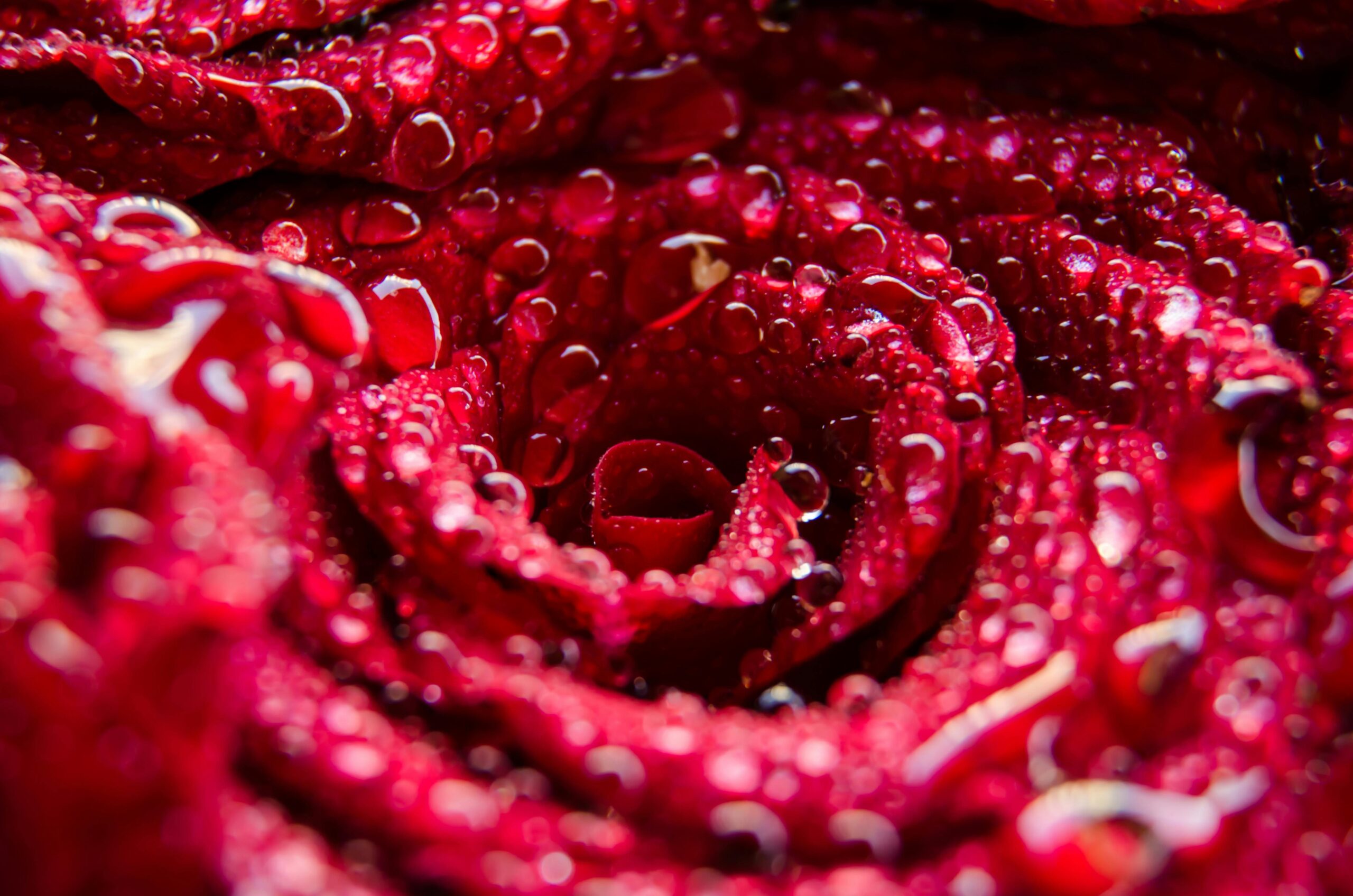 rose water